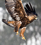 BB 11 0361 / Aquila chrysaetos / Kongeørn